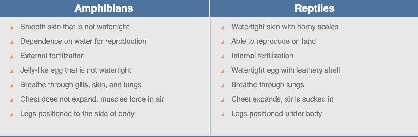 Main difference between store amphibians and reptiles