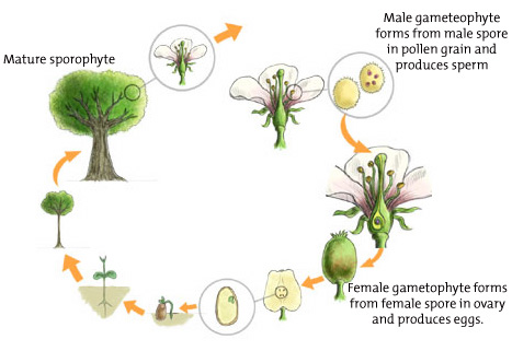 Plant Life Cycles: A Closer Look - Annenberg Learner